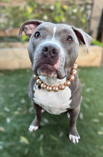 Load image into Gallery viewer, Chunky Mocha Pearls Acrylic Bead Collar