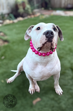 Load image into Gallery viewer, Chunky Magenta Pearls Acrylic Bead Collar