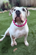 Load image into Gallery viewer, Chunky Magenta Pearls Acrylic Bead Collar