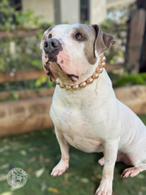 Load image into Gallery viewer, Chunky Mocha Pearls Acrylic Bead Collar