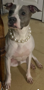 Chunky White Pearls Acrylic Bead Collar