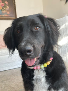 Citrus Sunrise Bead Collar