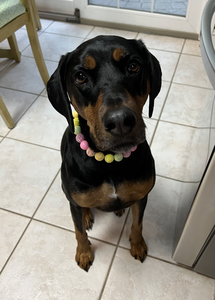 Citrus Sunrise Bead Collar