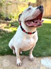 Load image into Gallery viewer, Crimson Web 🕸️ Bead Collar