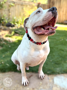 Crimson Web 🕸️ Bead Collar