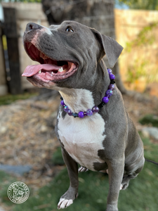 Dark Magic Bead Collar