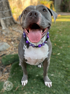 Dark Magic Bead Collar