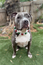 Load image into Gallery viewer, Deck the Halls Bead Collar