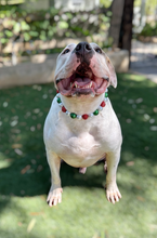 Load image into Gallery viewer, Deck the Halls Bead Collar