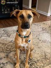 Load image into Gallery viewer, Philadelphia Eagles NFL Inspired 🏈 Bead Collar