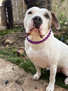 Electric Purple Acrylic Bead Collar