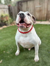 Load image into Gallery viewer, Electric Red Acrylic Bead Collar
