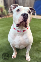 Load image into Gallery viewer, Electric Valentine Hearts Bead Collar