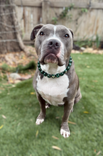 Load image into Gallery viewer, Emerald City 💫 Bead Collar