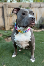 Load image into Gallery viewer, Frosted Rainbow 🌈 Bead Collar