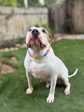 Load image into Gallery viewer, Frosted Rainbow 🌈 Bead Collar