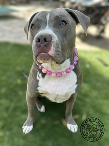 Frozen Berry Crackle Bead Collar