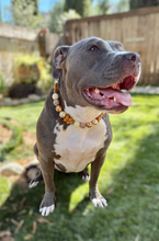 Load image into Gallery viewer, Gingerbread Mocha Glam Bead Collar