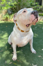 Load image into Gallery viewer, Gingerbread Mocha Glam Bead Collar