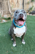 Load image into Gallery viewer, Polar Blue Acrylic Bead Collar