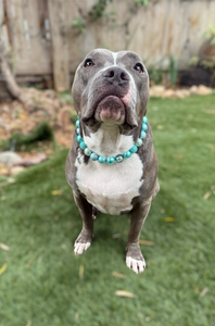 Glacial Glitter Bead Collar