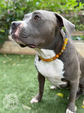 Load image into Gallery viewer, Golden Yellow Agate Semi-precious Gem Bead Collar