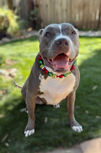 Load image into Gallery viewer, Grinchmas 🎄 Bead Collar