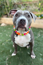 Load image into Gallery viewer, Groovy Daisies Bead Collar