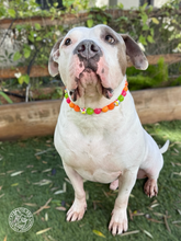 Load image into Gallery viewer, Groovy Daisies Bead Collar
