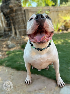 Haunted Nights Bead Collar