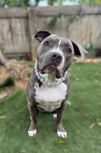 Icicle Bead Collar