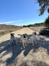 Load image into Gallery viewer, Electric Valentine Hearts Bead Collar