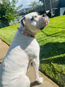 Circus Candy Bead Collar
