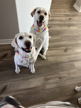 Load image into Gallery viewer, Electric Rainbow Bead Collar