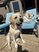 Load image into Gallery viewer, Electric Rainbow Bead Collar