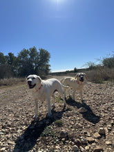 Load image into Gallery viewer, Electric Valentine Hearts Bead Collar