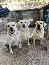 Load image into Gallery viewer, Electric Valentine Hearts Bead Collar