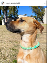 Load image into Gallery viewer, 🟧 17.5&quot; Slip On (Black O-Ring) Minty Sage Acrylic Bead Collar - PRE-MADE/FINAL SALE