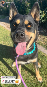 Turks & Caicos Bead Collar