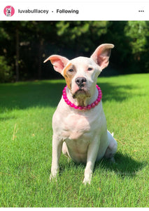 Magenta Rain [Scuffed] Acrylic Bead Collar - SALE