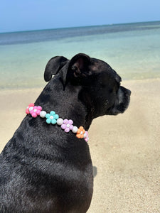 🟧 16" Slip On (Black O-Ring) 🌼 Multicolor Daisies 🌼 Silicone Bead Collar - PRE-MADE/FINAL SALE