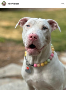 Citrus Sunrise Bead Collar