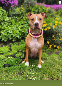 Citrus Sunrise Bead Collar