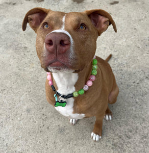 Watermelon Sugar Bead Collar