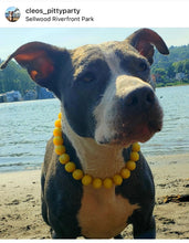 Load image into Gallery viewer, Sunshine Resin Bead Collar