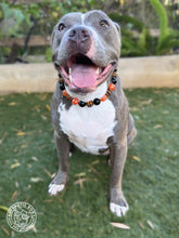 Load image into Gallery viewer, Jack O' Lantern Bead Collar