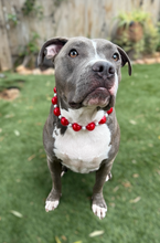 Load image into Gallery viewer, Jumbo Santa Baby Bead Collar