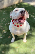 Load image into Gallery viewer, Jumbo Santa Baby Bead Collar