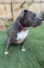 Load image into Gallery viewer, 🦋 Metallic Butterfly Bead Collar