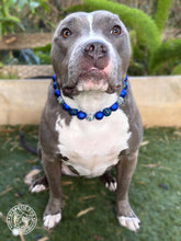 Load image into Gallery viewer, Midnight Sparkle Bead Collar